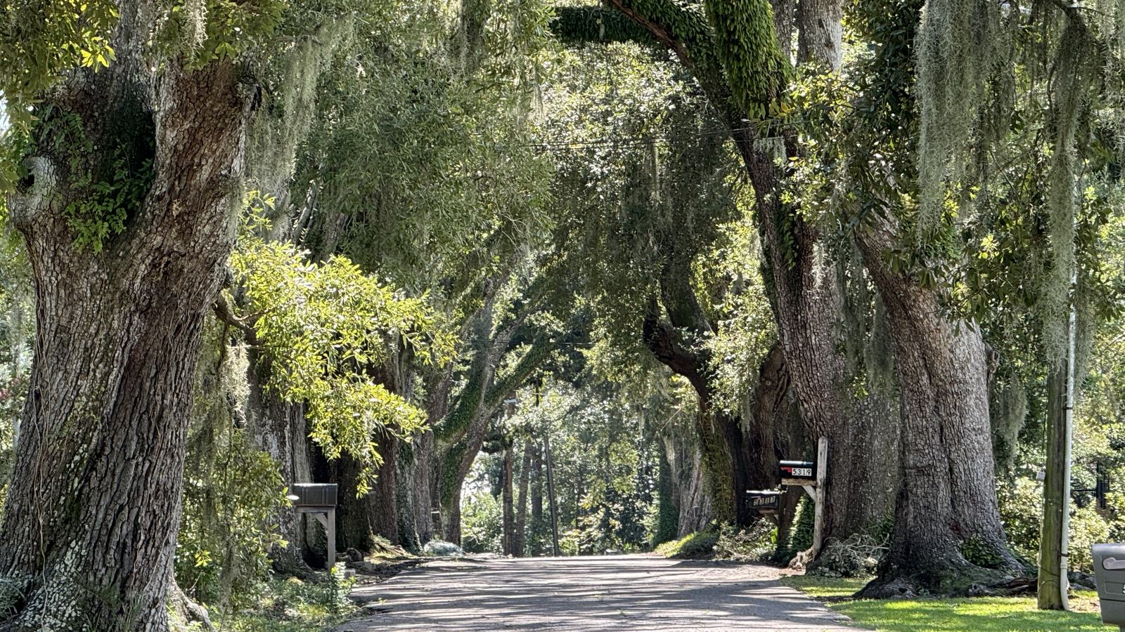 A tunnel of moss-draped live oaks arching over Lovers Lane in Moss Point.