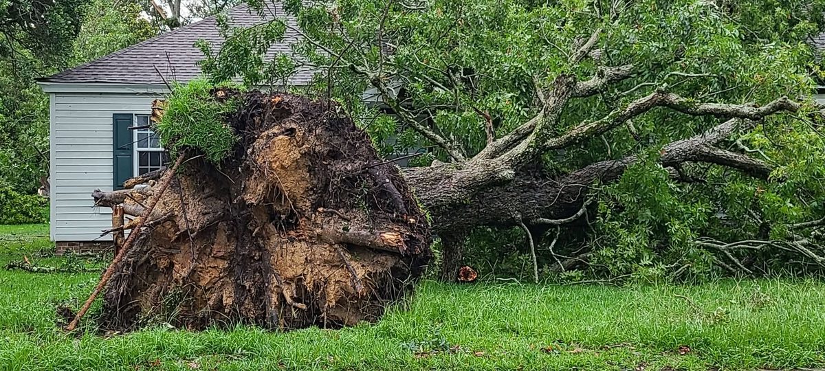 A massive hardwood tree ripped out of the ground by the roots, lying across a yard beside a home in Moss Point after the tornado.